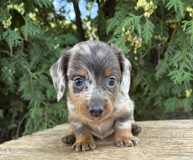 Cici – Dachshund puppy for sale in Middlebury, IN