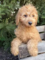 Pumpkin, a female Miniature Goldendoodle for sale in Middlebury, IN – 3 of 4
