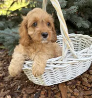 Becca, a female Cockapoo for sale in Middlebury, IN – 6 of 6