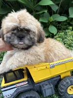 Jackson, a male Shih Tzu for sale in Middlebury, IN – 3 of 4