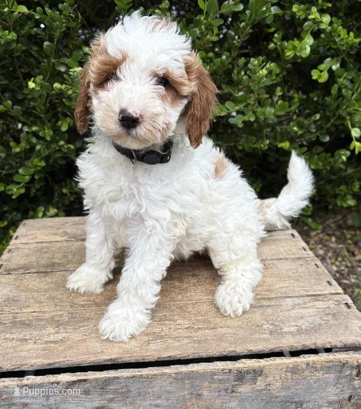 Anna – Miniature Goldendoodle puppy for sale in Middlebury, IN
