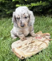 Jax, a male Dachshund for sale in Middlebury, IN – 4 of 5