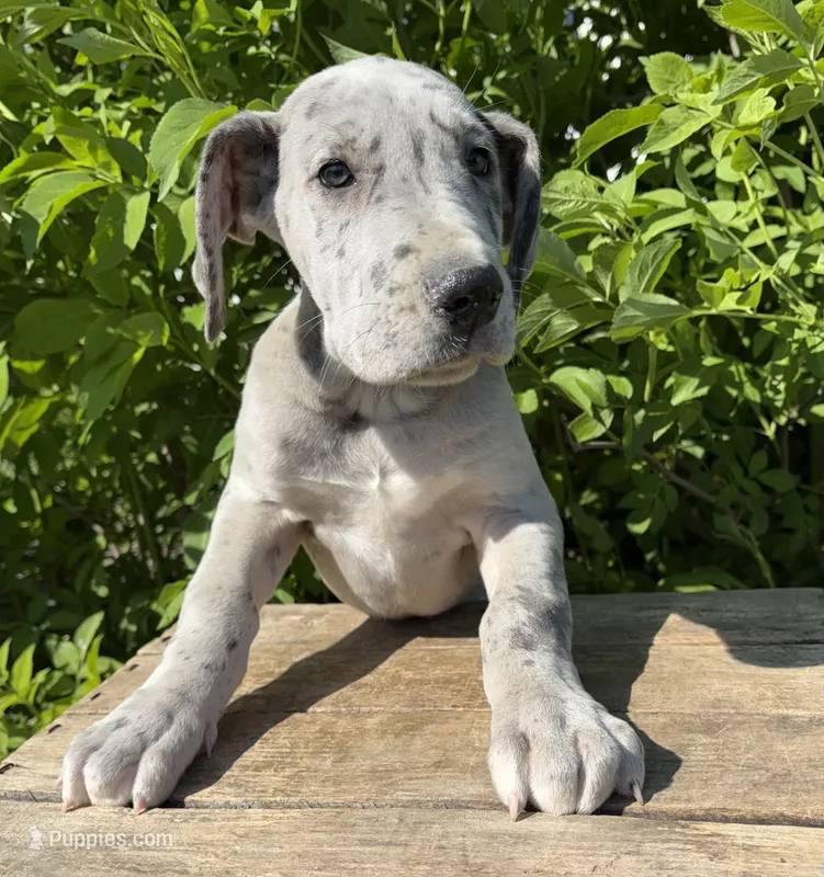 Truly – Great Dane puppy for sale in Middlebury, IN