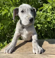 Truly, a female Great Dane for sale in Middlebury, IN – 1 of 4