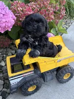 Kipp , a male Shih Tzu for sale in Middlebury, IN – 4 of 4