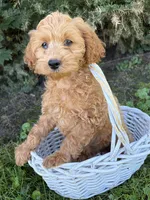 Jewel, a female Cockapoo for sale in Middlebury, IN – 5 of 5