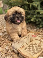 Jackson, a male Shih Tzu for sale in Middlebury, IN – 2 of 4