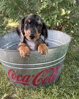 Ace, a male Miniature Dachshund for sale in Middlebury, IN – 4 of 5