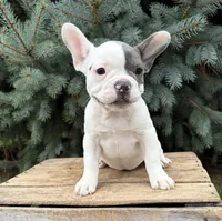 Layla, a female French Bulldog for sale in Middlebury, IN – 4 of 6