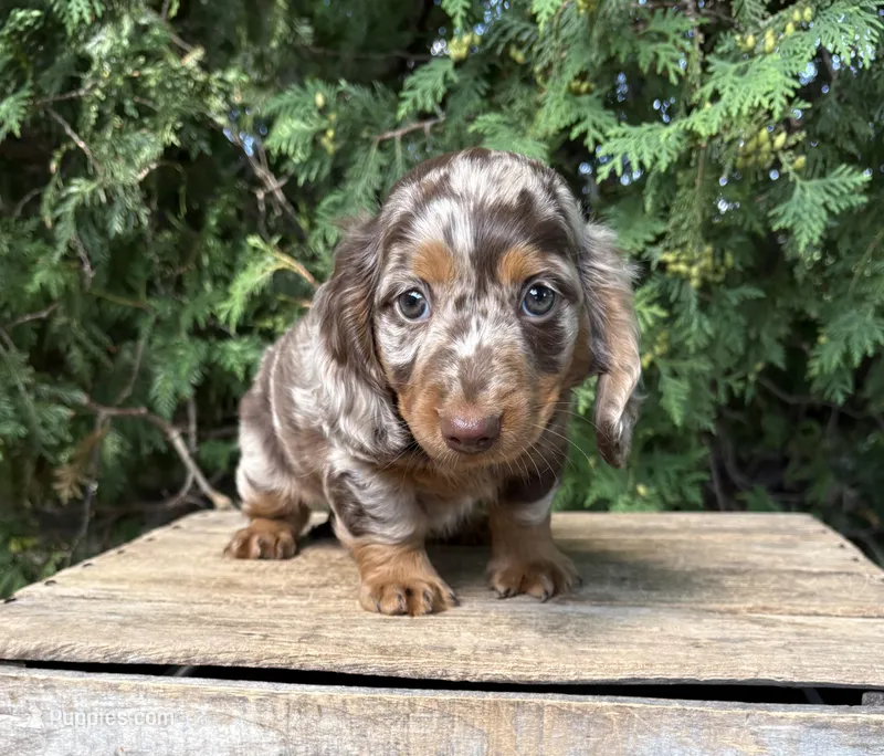 Asher  – Dachshund puppy for sale in Middlebury, IN