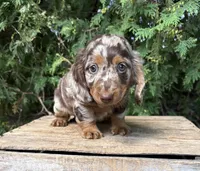 Asher , a male Dachshund for sale in Middlebury, IN – 1 of 5
