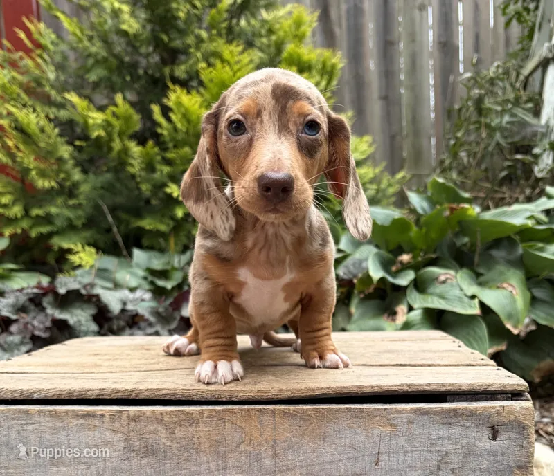 Finn – Dachshund puppy for sale in Middlebury, IN
