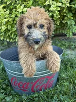 Harlow, a female Whoodle for sale in Middlebury, IN – 3 of 4