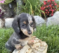 North , a male Miniature Dachshund for sale in Middlebury, IN – 2 of 5