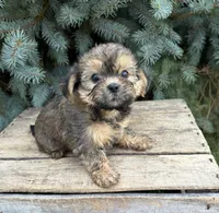 Luca, a male Shorkie for sale in Middlebury, IN – 1 of 4