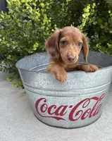 Laker, a male Miniature Dachshund for sale in Middlebury, IN – 3 of 4