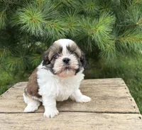 Thomas, a male Shih Tzu for sale in Middlebury, IN – 4 of 5