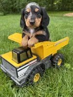 Remington, a male Dachshund for sale in Middlebury, IN – 3 of 5