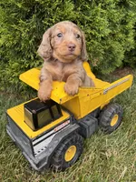 Sebastian , a male Dachshund for sale in Middlebury, IN – 2 of 5