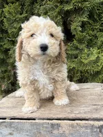 Jack, a male Bichpoo for sale in Middlebury, IN – 3 of 4