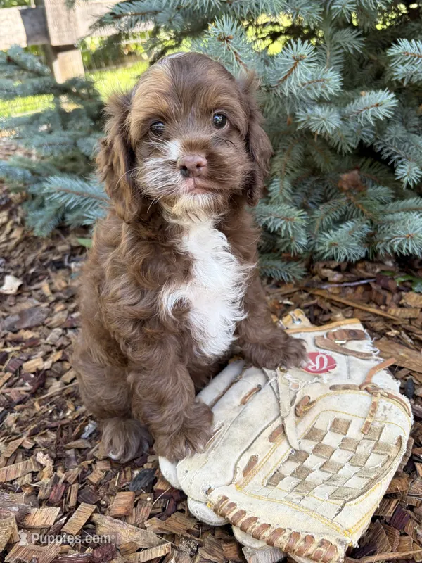 Duke – Cockapoo puppy for sale in Middlebury, IN