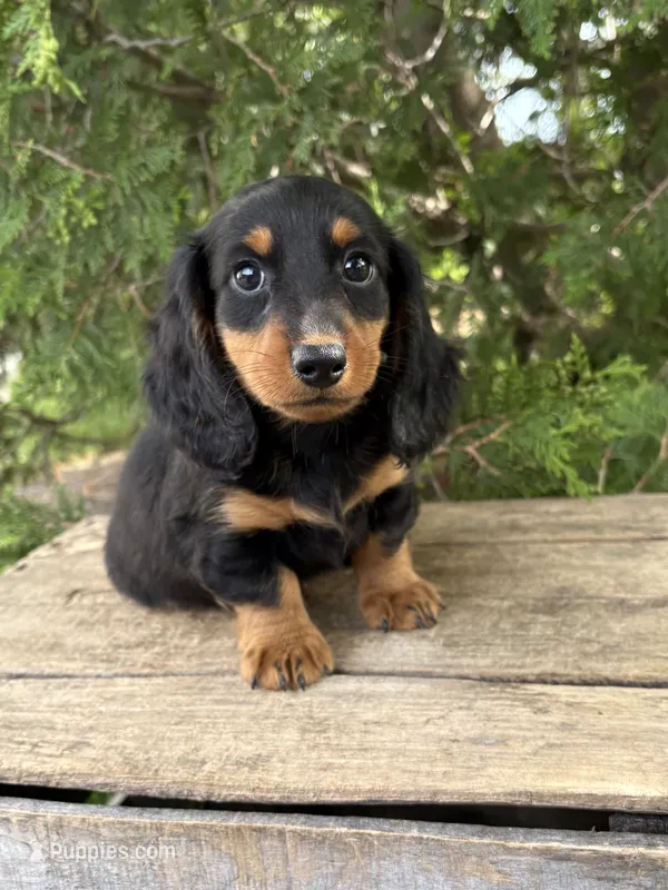 Milo – Dachshund puppy for sale in Middlebury, IN