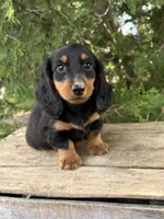 Milo, a male Dachshund for sale in Middlebury, IN – 1 of 5