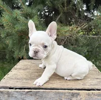 Bruno, a male French Bulldog for sale in Middlebury, IN – 4 of 5