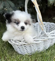 Pebbles , a female Pomeranian for sale in Middlebury, IN – 4 of 4
