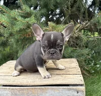 Kiki, a female French Bulldog for sale in Middlebury, IN – 4 of 4