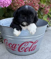 Kai, a male Shih Tzu for sale in Middlebury, IN – 5 of 6