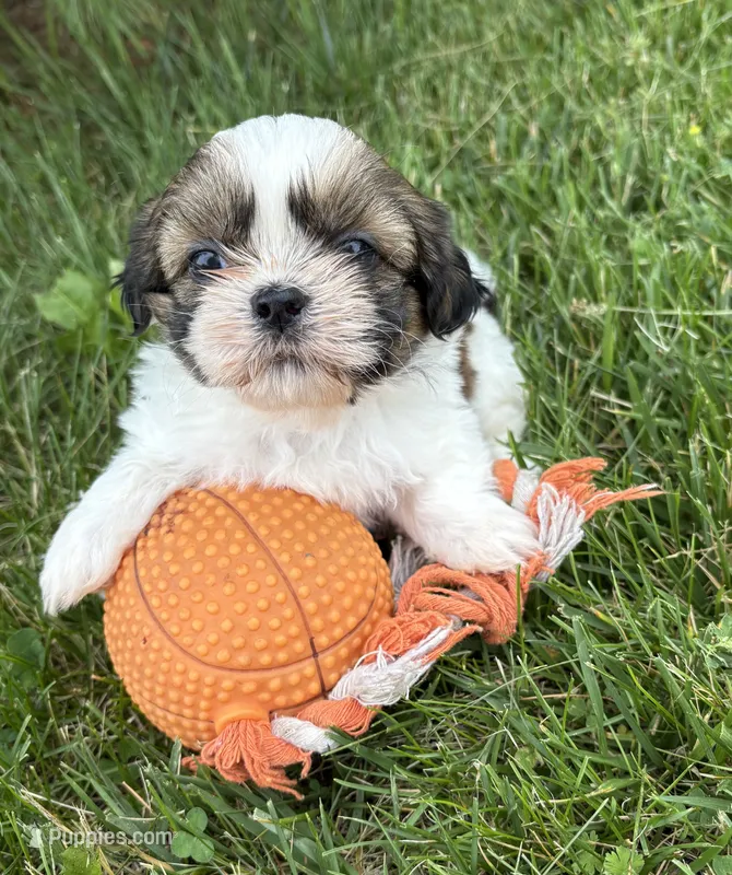 Thomas – Shih Tzu puppy for sale in Middlebury, IN