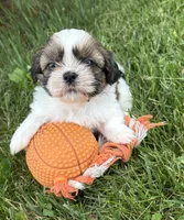 Thomas, a male Shih Tzu for sale in Middlebury, IN – 1 of 5