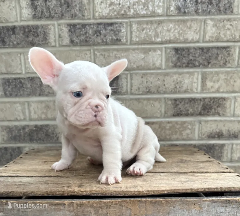 Dallas  – French Bulldog puppy for sale in Middlebury, IN