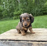 River , a female Dachshund for sale in Middlebury, IN – 2 of 4