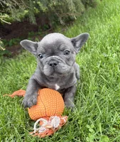 Gus, a male French Bulldog for sale in Middlebury, IN – Photo 4 of 5