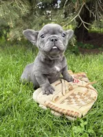 Gus, a male French Bulldog for sale in Middlebury, IN – Photo 5 of 5