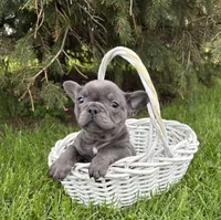 Gus, a male French Bulldog for sale in Middlebury, IN – Photo 2 of 5
