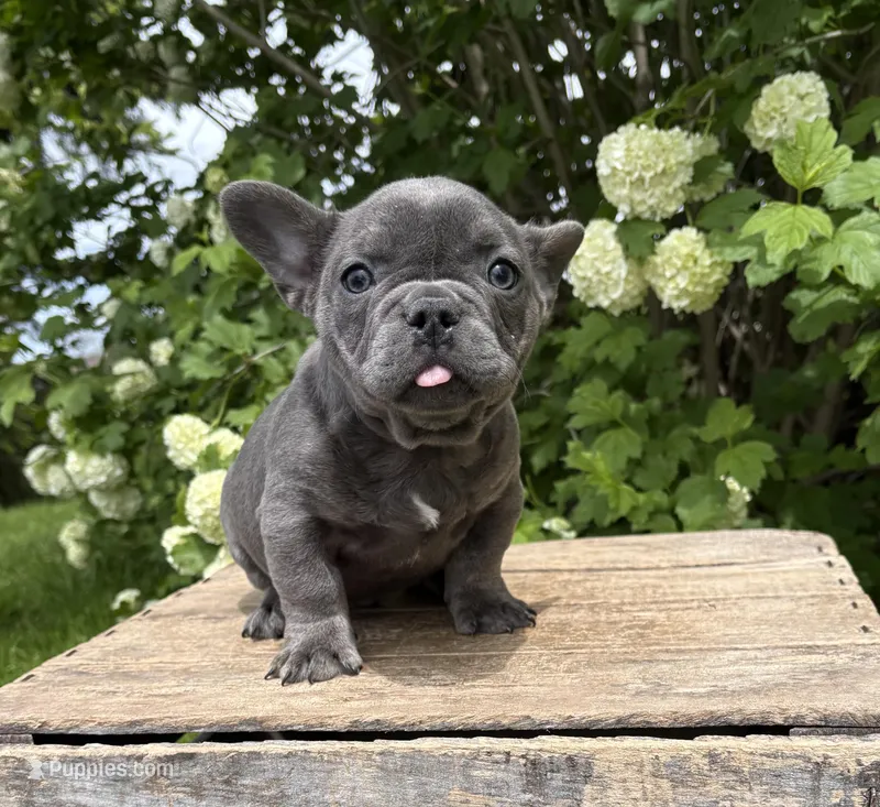 Gus – French Bulldog puppy for sale in Middlebury, IN