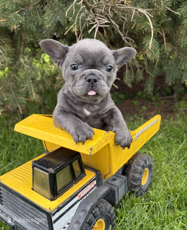 Gus – French Bulldog puppy for sale in Middlebury, IN