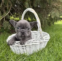 Gus, a male French Bulldog for sale in Middlebury, IN – Photo 3 of 5
