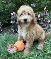 Bennett, a male Miniature Goldendoodle for sale in Middlebury, IN – 3 of 4