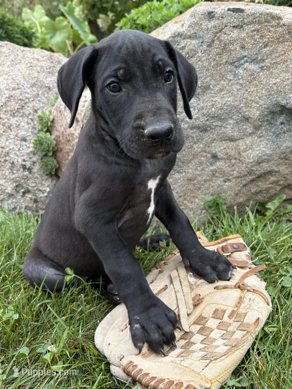 Eloise – Great Dane puppy for sale in Middlebury, IN