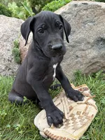 Eloise, a female Great Dane for sale in Middlebury, IN – 1 of 4