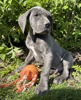 Truman, a male Great Dane for sale in Middlebury, IN – 4 of 4