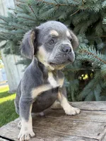 Diesel fluffy, a male French Bulldog for sale in Middlebury, IN – 2 of 5