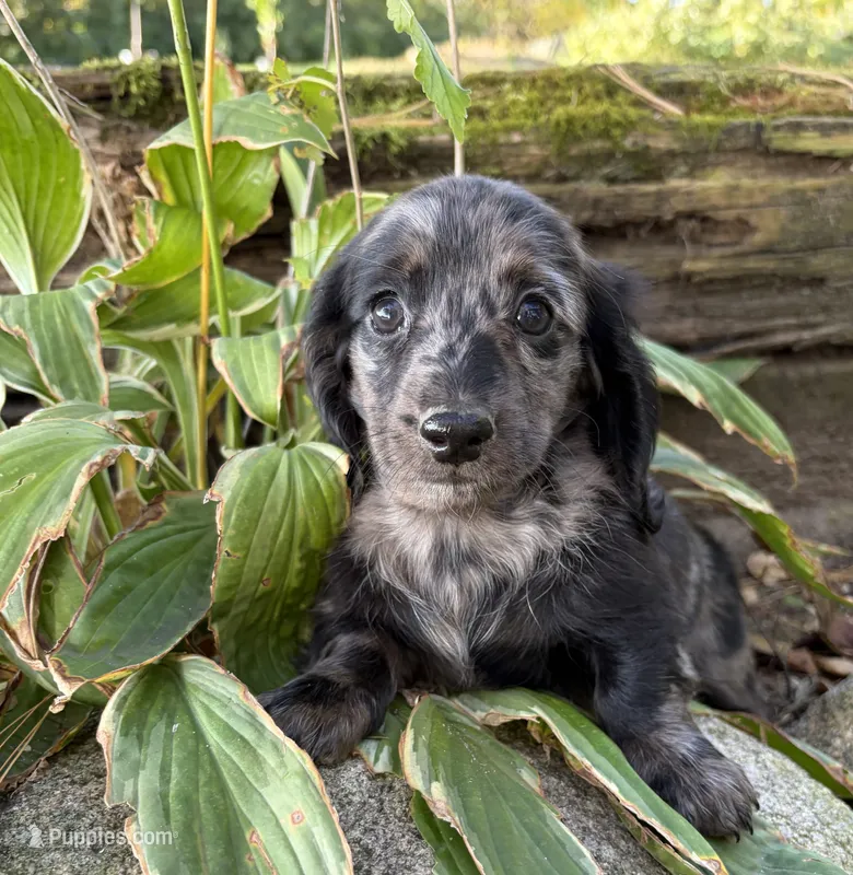 Truffles – Dachshund puppy for sale in Middlebury, IN