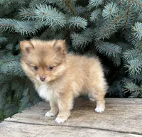 Phoebe , a female Pomeranian for sale in Middlebury, IN – 3 of 4