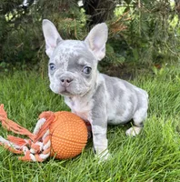 Bruiser, a male French Bulldog for sale in Middlebury, IN – 3 of 5