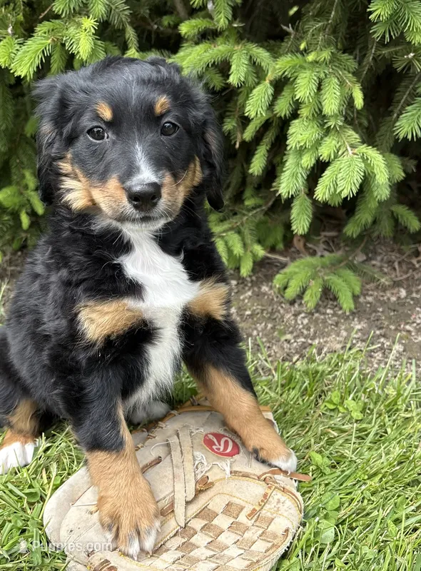 Bella – Bernedoodle puppy for sale in Middlebury, IN